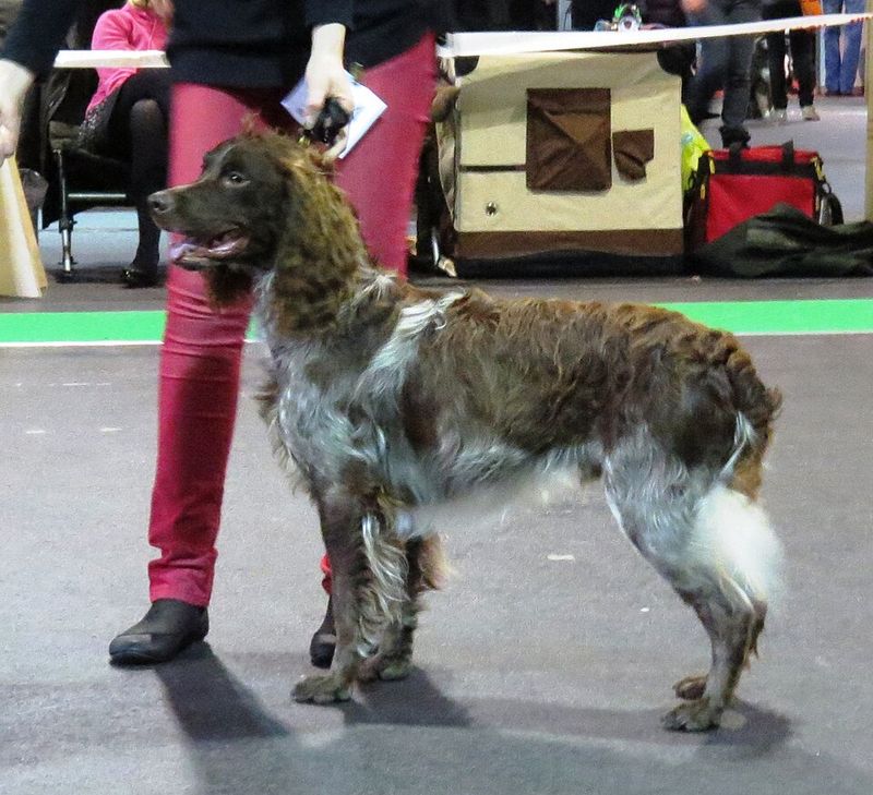 Pont-Audemer Spaniel