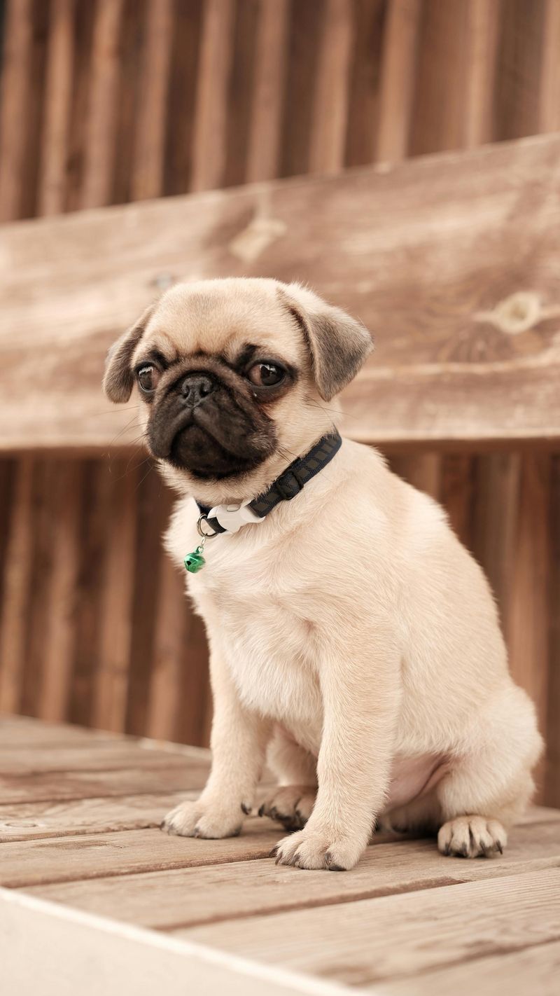 12 dog breeds that stay happy with very little exercise 4 Pug