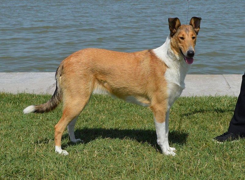 Too much excitement can quickly overwhelm these thoughtful companions 12 Smooth Collie