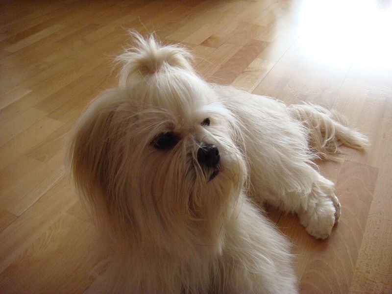 Lhasa Apso