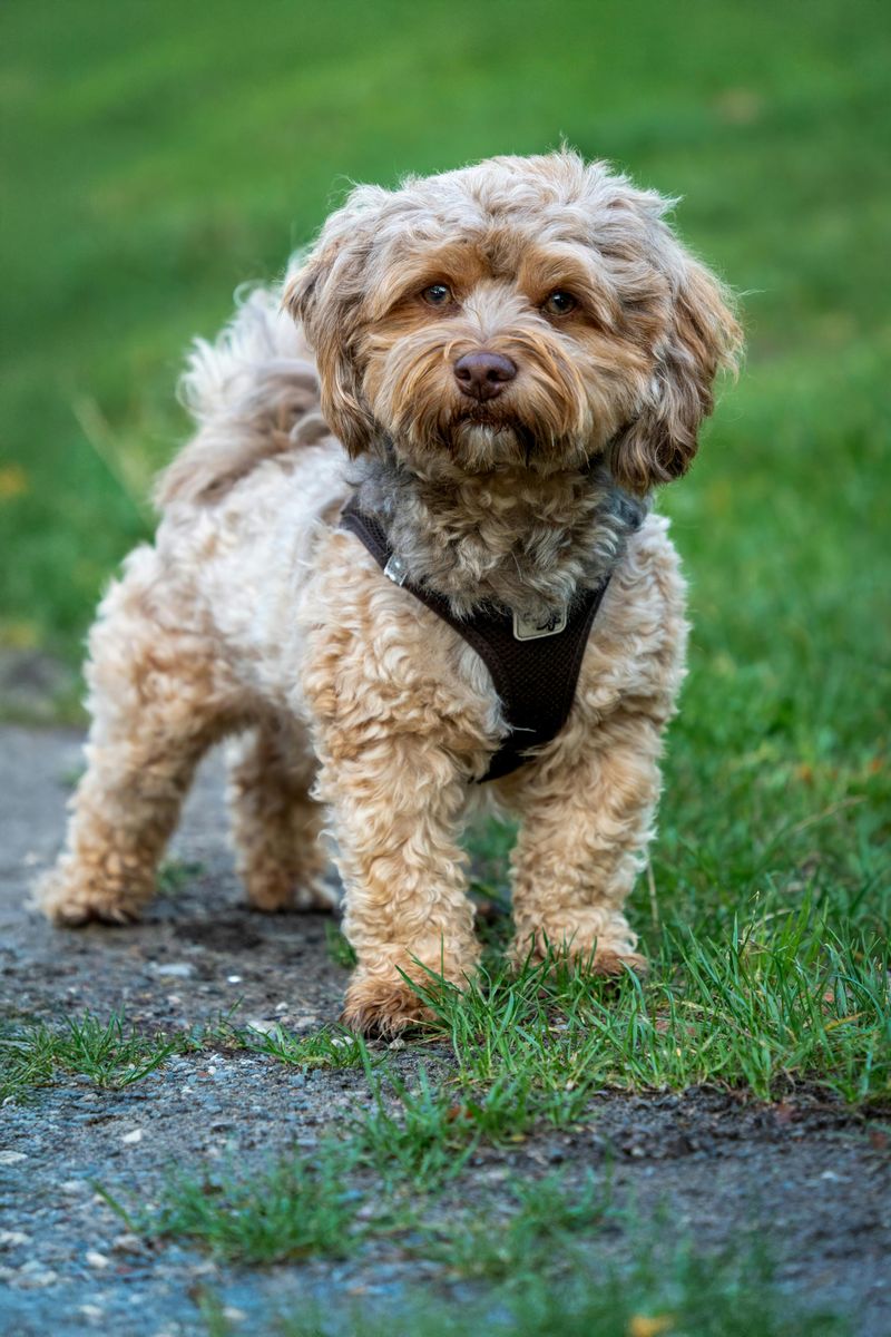 Cockapoo