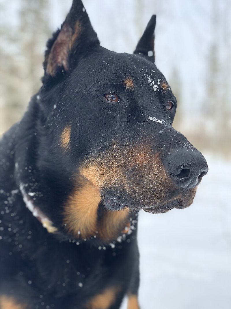 Beauceron