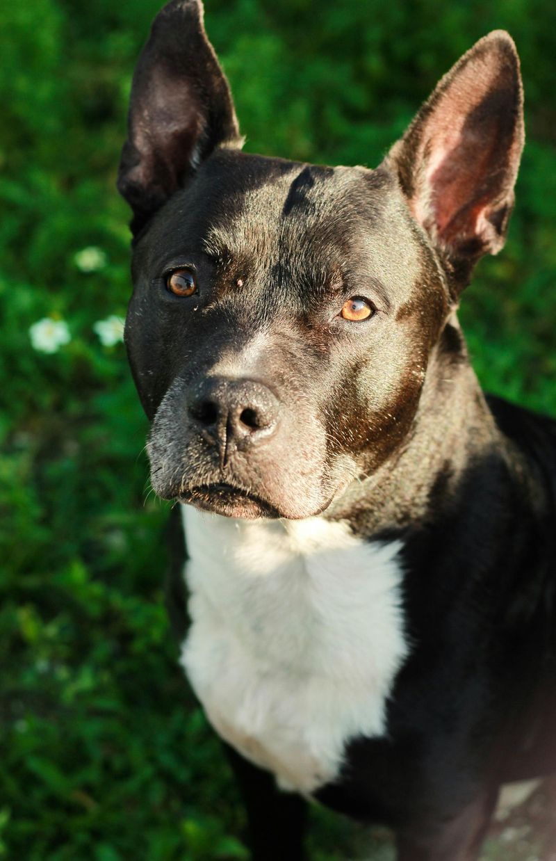 14 Overlooked Dog Breeds That Often Struggle to Get Adopted 2 American Staffordshire Terrier