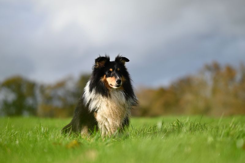 11 dogs that perform better with confident, one-time commands 11 Shetland Sheepdog