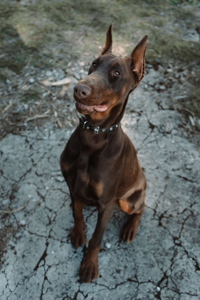 Doberman Pinscher