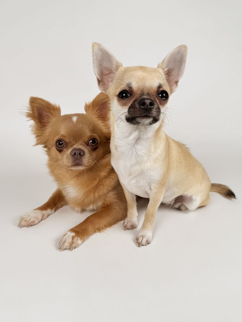Think family dogs divide their affection equally? These breeds may create a very different pecking order 2 Chihuahua