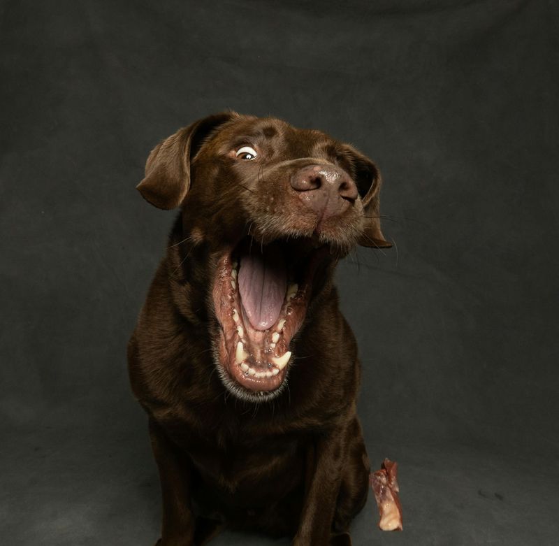14 Dog Breeds So Naturally Goofy They’ll Have You Laughing Constantly 7 Labrador Retriever