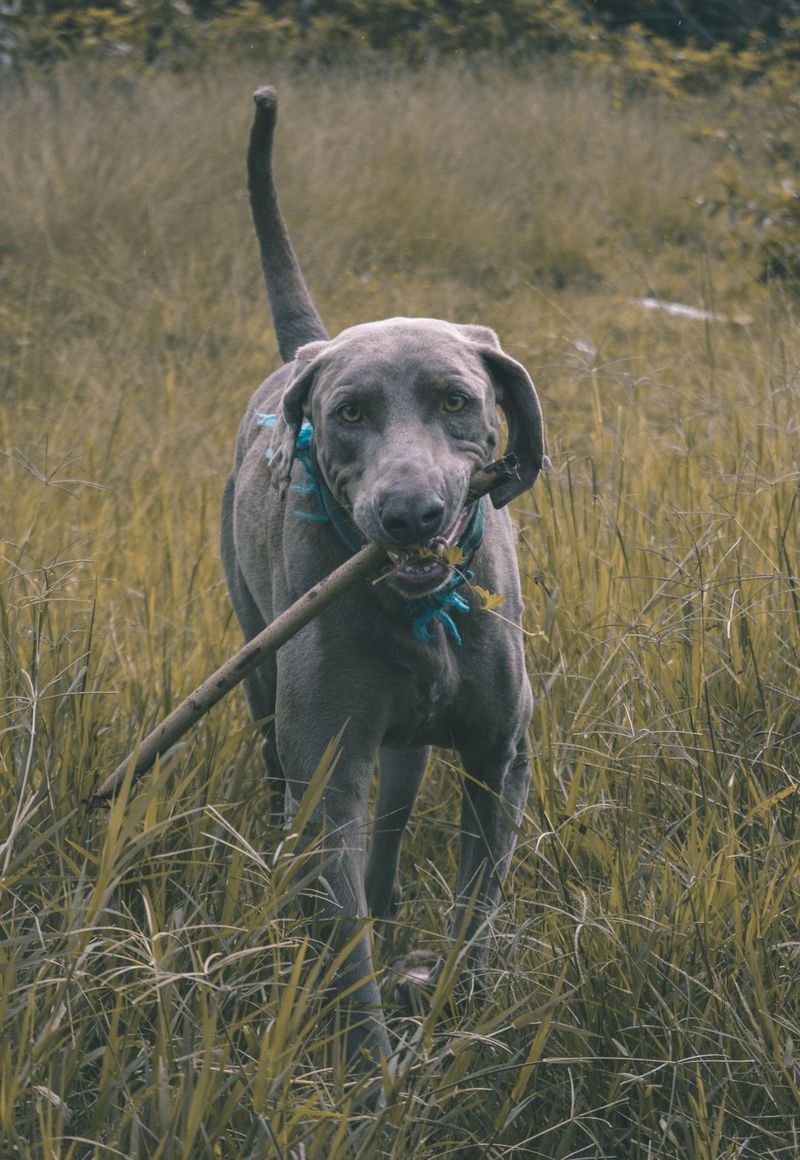 Food, water and two walks a day? For these dogs, that's only the beginning 7 Weimaraner