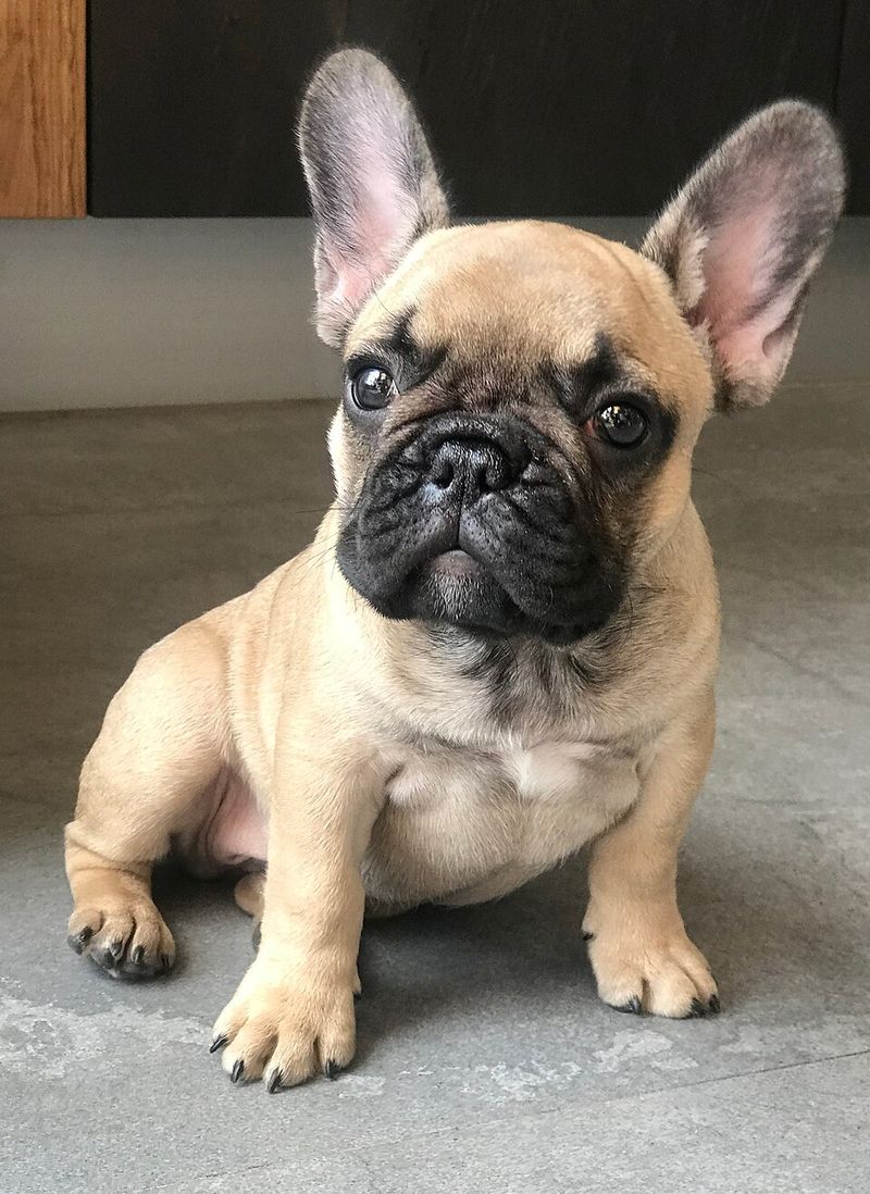 French Bulldog: Parisian Style, Not Made in the USA