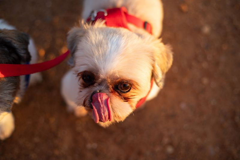 12 dogs that may appreciate a predictable household - plus 2 that enjoy shaking things up 12 Shih Tzu