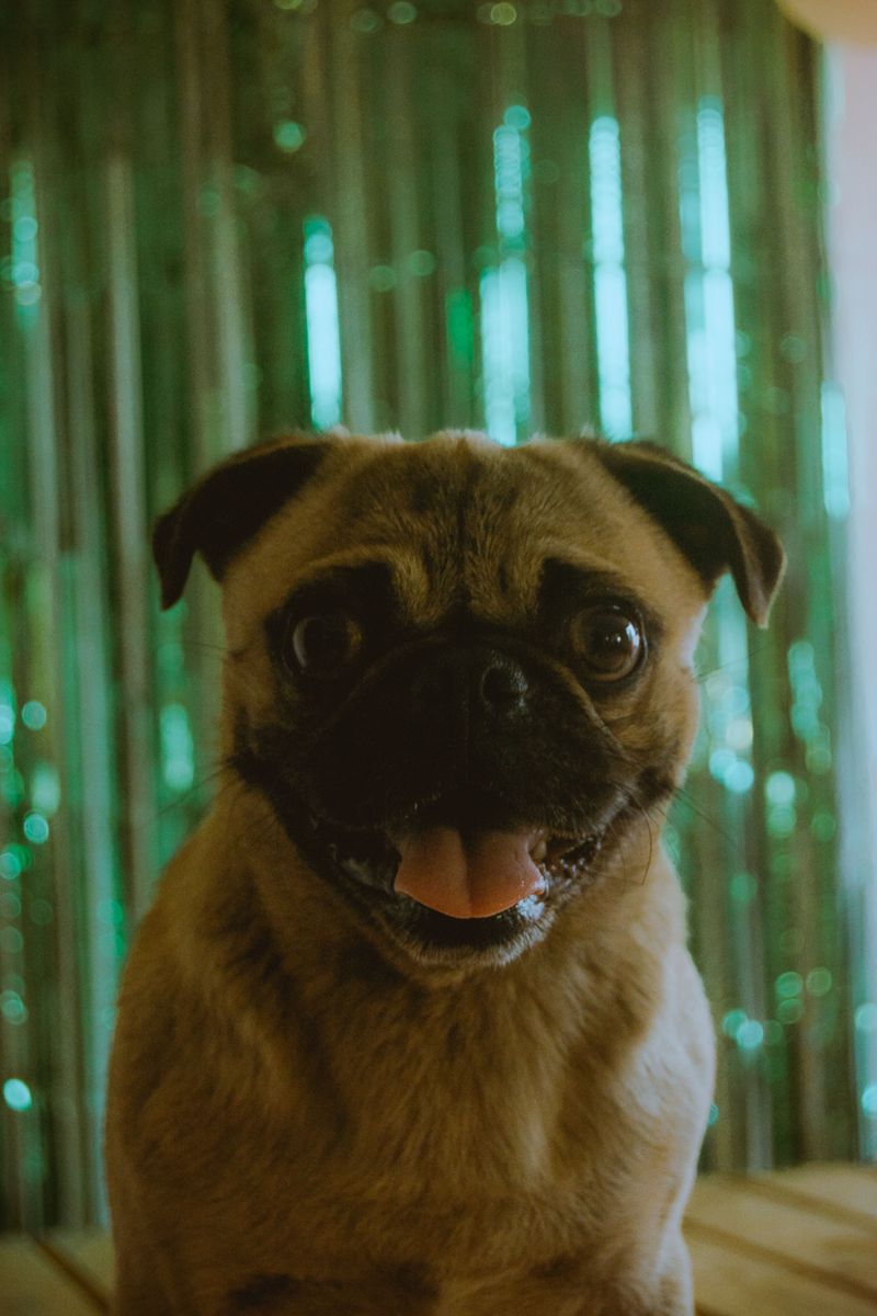 Before choosing one of these breeds, think seriously about how often your house will be empty 12 Pug