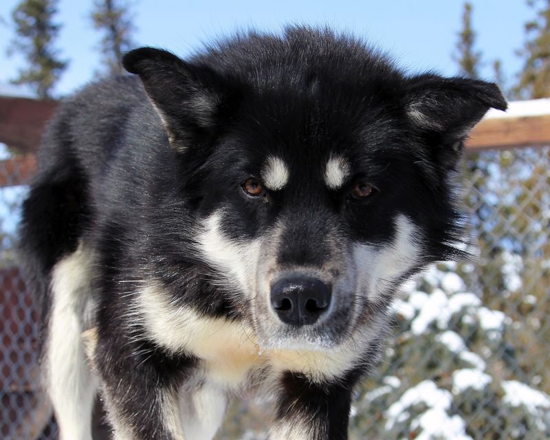 Karelian Bear Dog