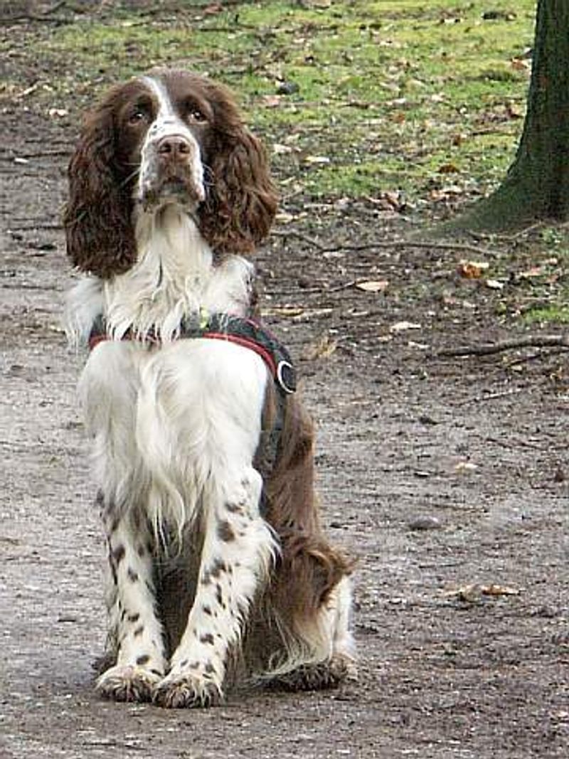 English Springer Spaniel
