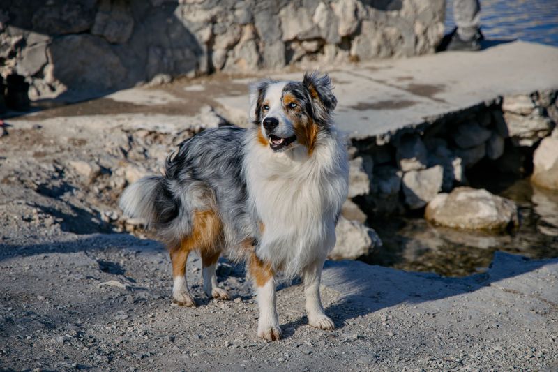 Choosing these dog breeds means planning for more than food and toys 8 Australian Shepherd