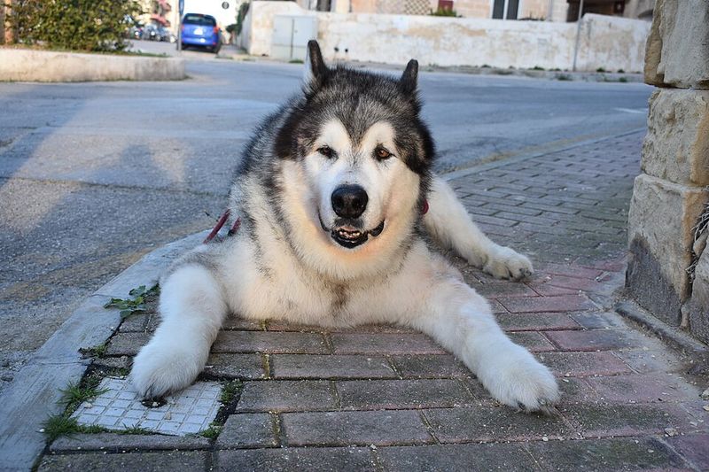 Alaskan Malamute