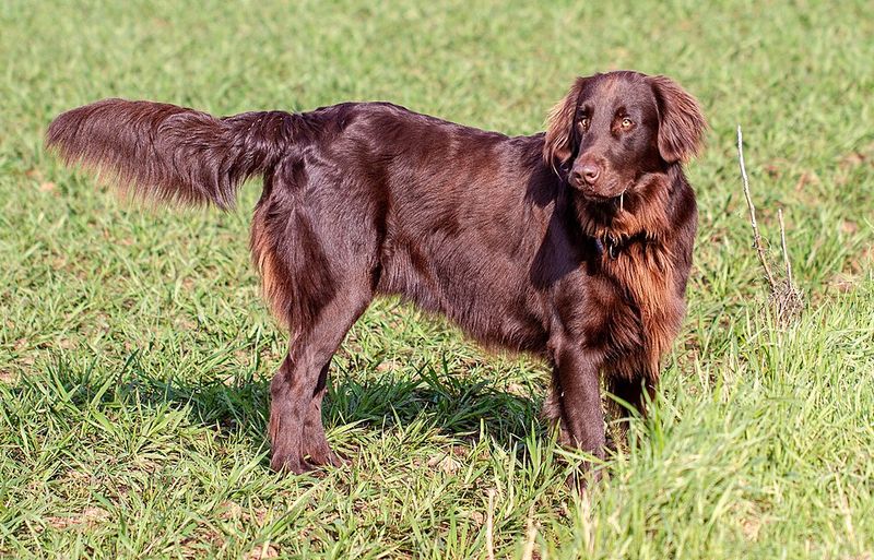 Fresh air and open trails bring out the best in these 11 adventurous dog breeds 11 Flat-Coated Retriever