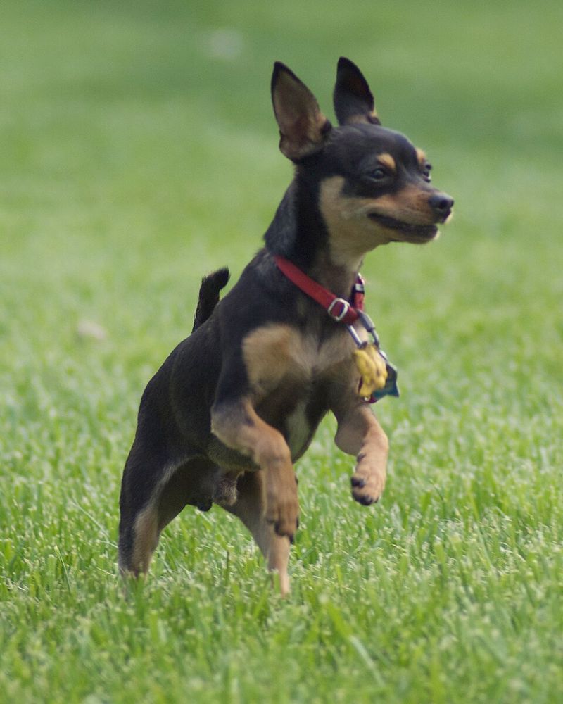 Manchester Terrier
