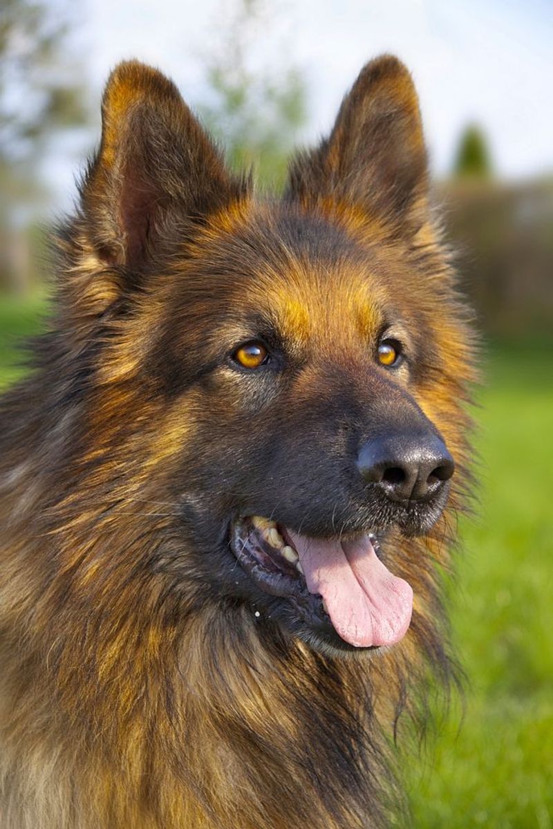 13 dog breeds that pick one favorite human and stick to them like glue 4 German Shepherd