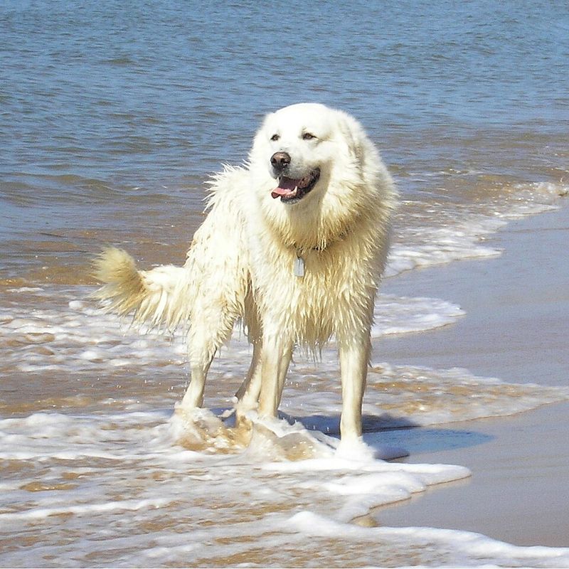 Maremmano-Abruzzese Sheepdog