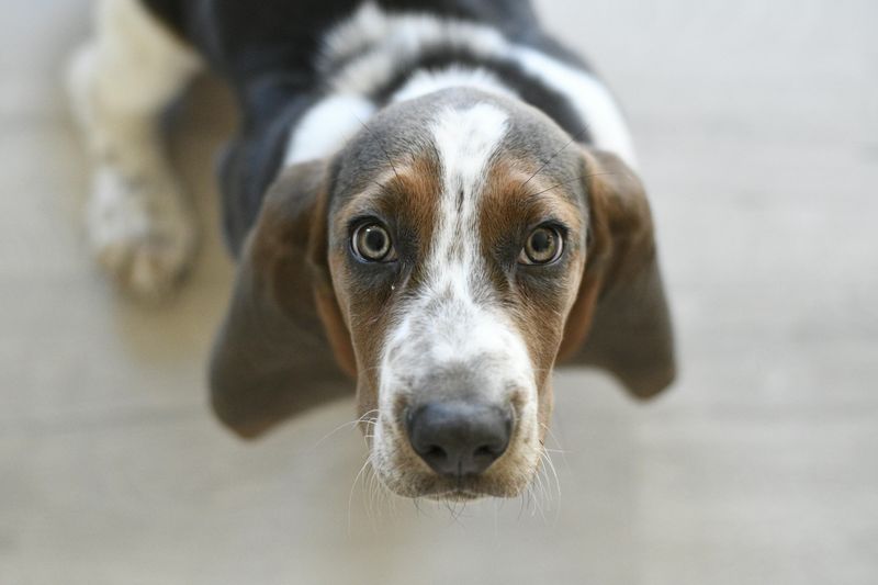 22 Small and Large Dog Breeds That Handle Being Home Alone Well 2 Basset Hound