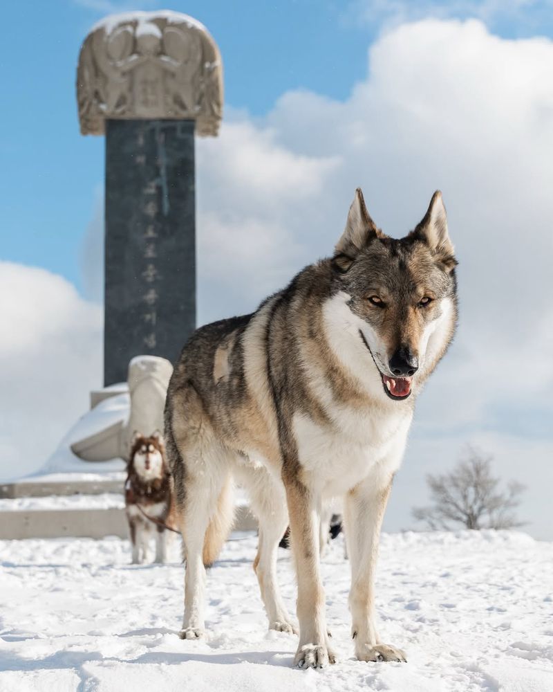 20 Dog Breeds That Closely Resemble Wolves but Are Totally Domesticated 21 Kugsha