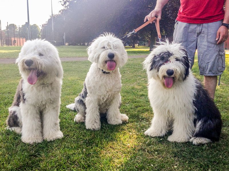 These 15 dogs are making a strong comeback where country life still matters 10 Old English Sheepdog