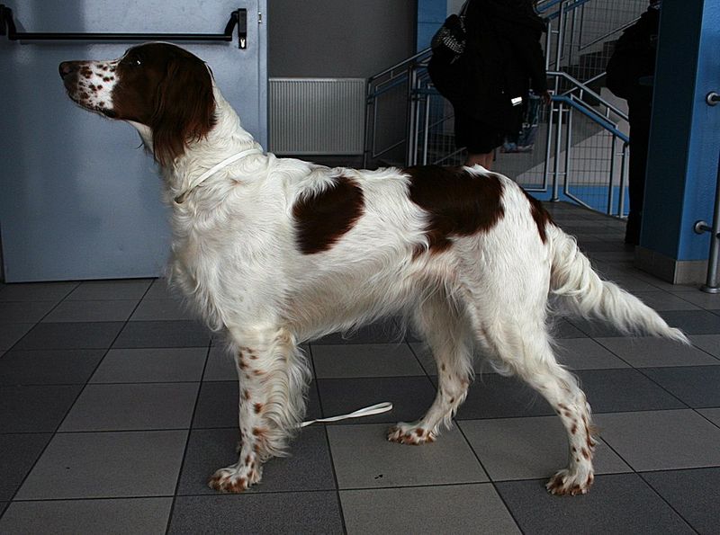12 Dog Breeds That Feel Happiest Living With Another Dog 10 Irish Red and White Setter