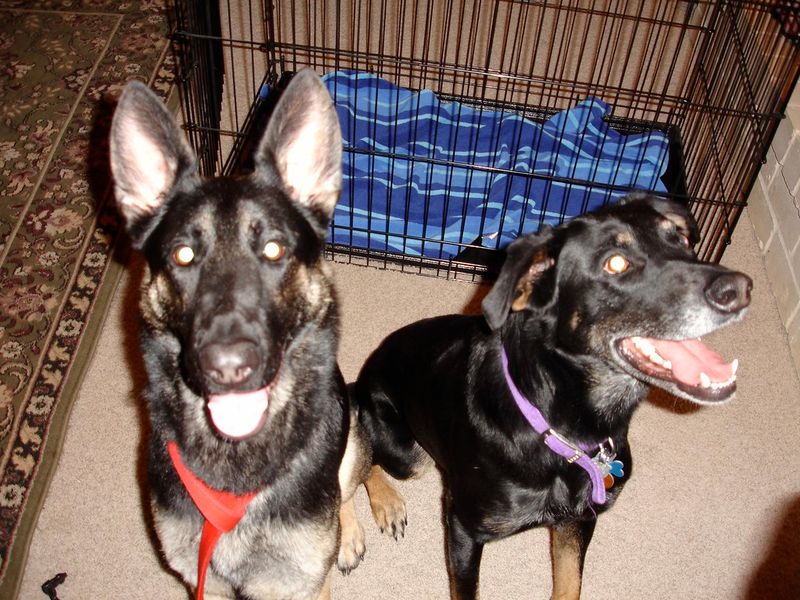 Rescue German Shepherds are always dangerous.