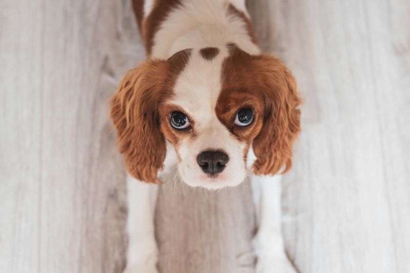 6 massive dogs that can overwhelm your home and 8 that fit anywhere 9 Cavalier King Charles Spaniel