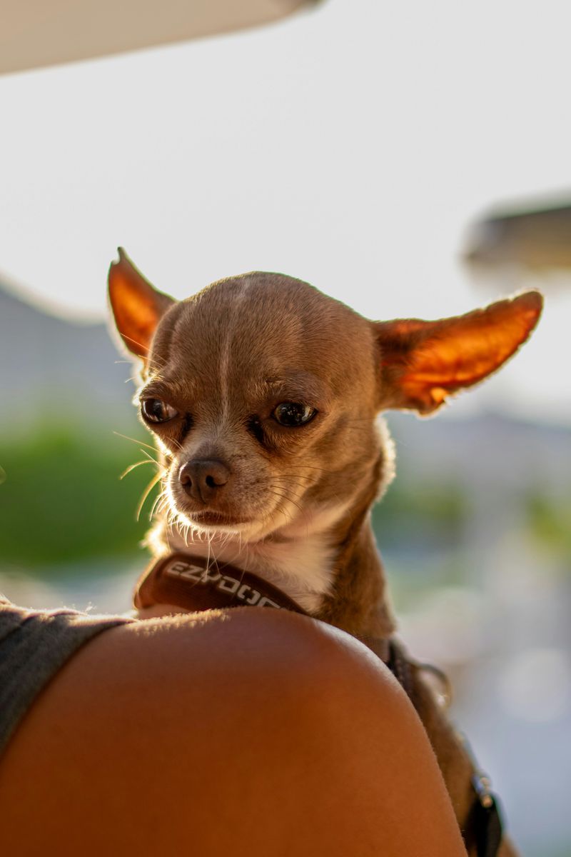 13 Dog Breeds That Often Struggle With Anal Gland Issues (And What Owners Miss) 2 Chihuahua