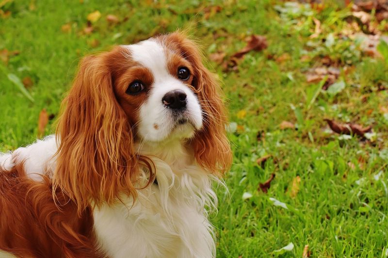 13 dog breeds that pick one favorite human and stick to them like glue 9 Cavalier King Charles Spaniel
