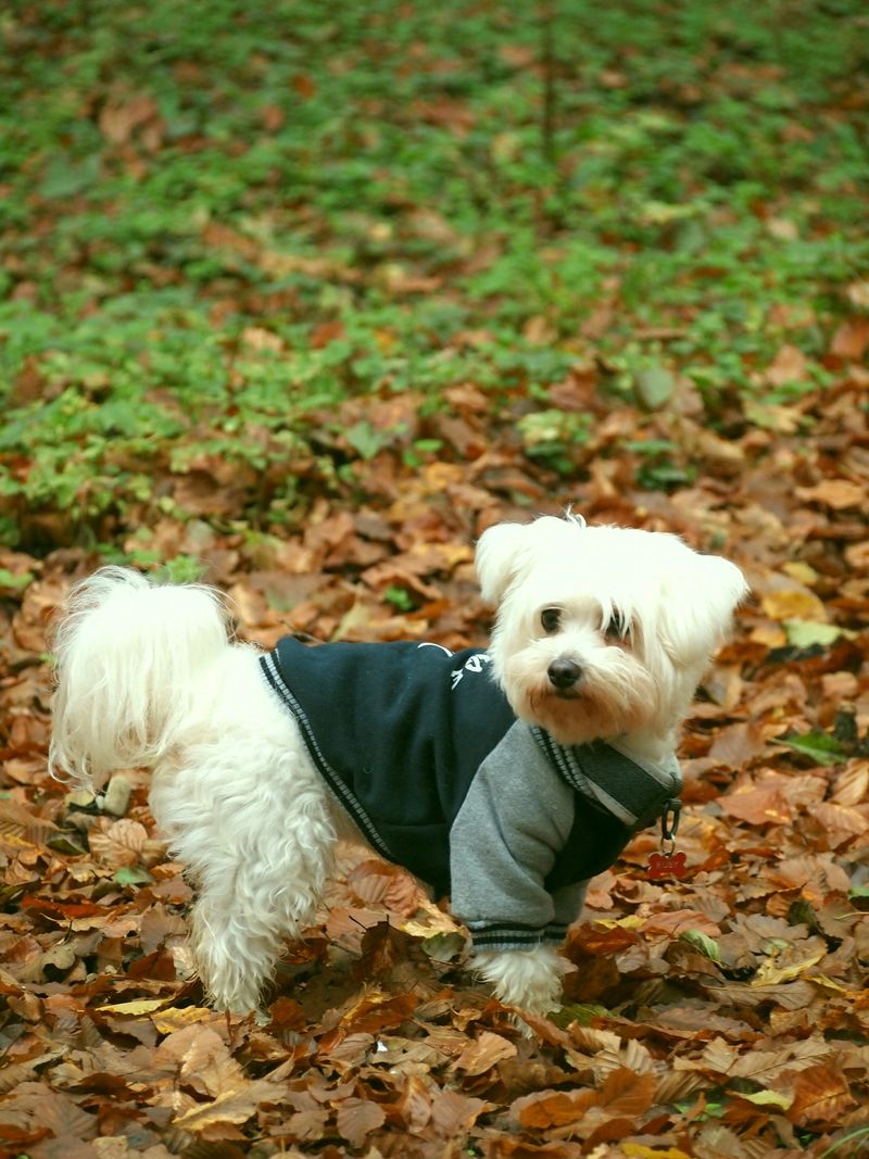 Maltese