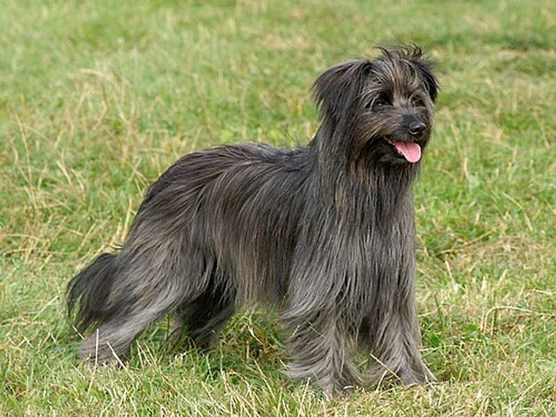 15 dog breeds that feel like they were made for wild hills and rough weather 12 Pyrenean Shepherd