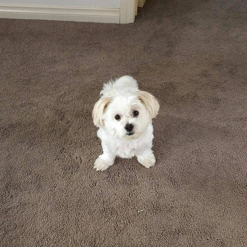 Maltese