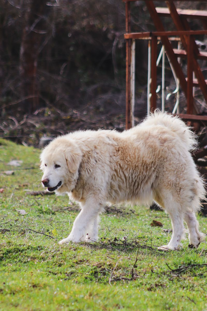 These 10 dog breeds don't bond with everyone - but when they do, it's extraordinary 2 Great Pyrenees
