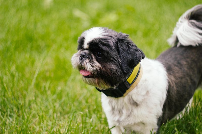 Shih Tzu