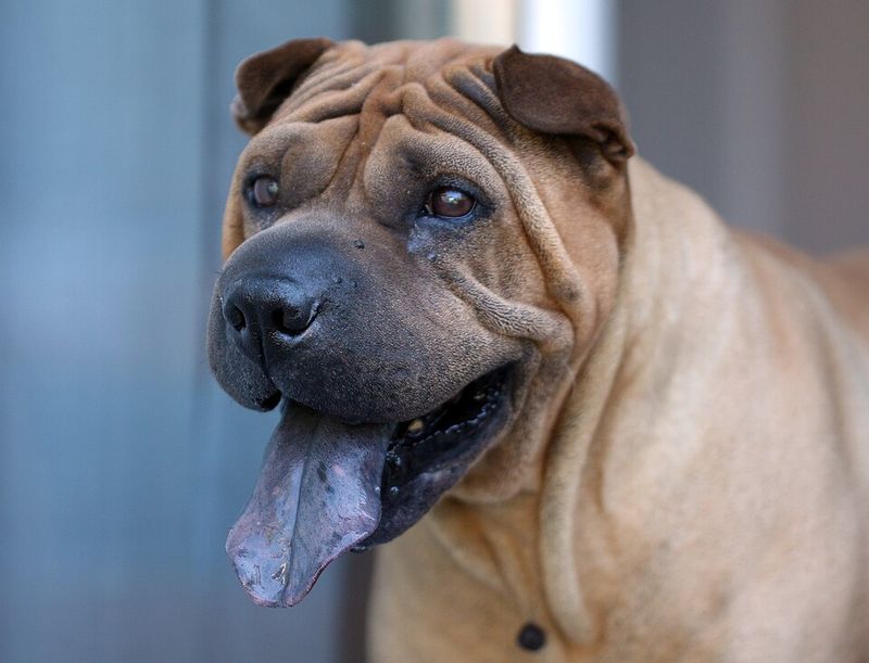14 dog breeds people used to love but are now quietly abandoning 5 Shar Pei