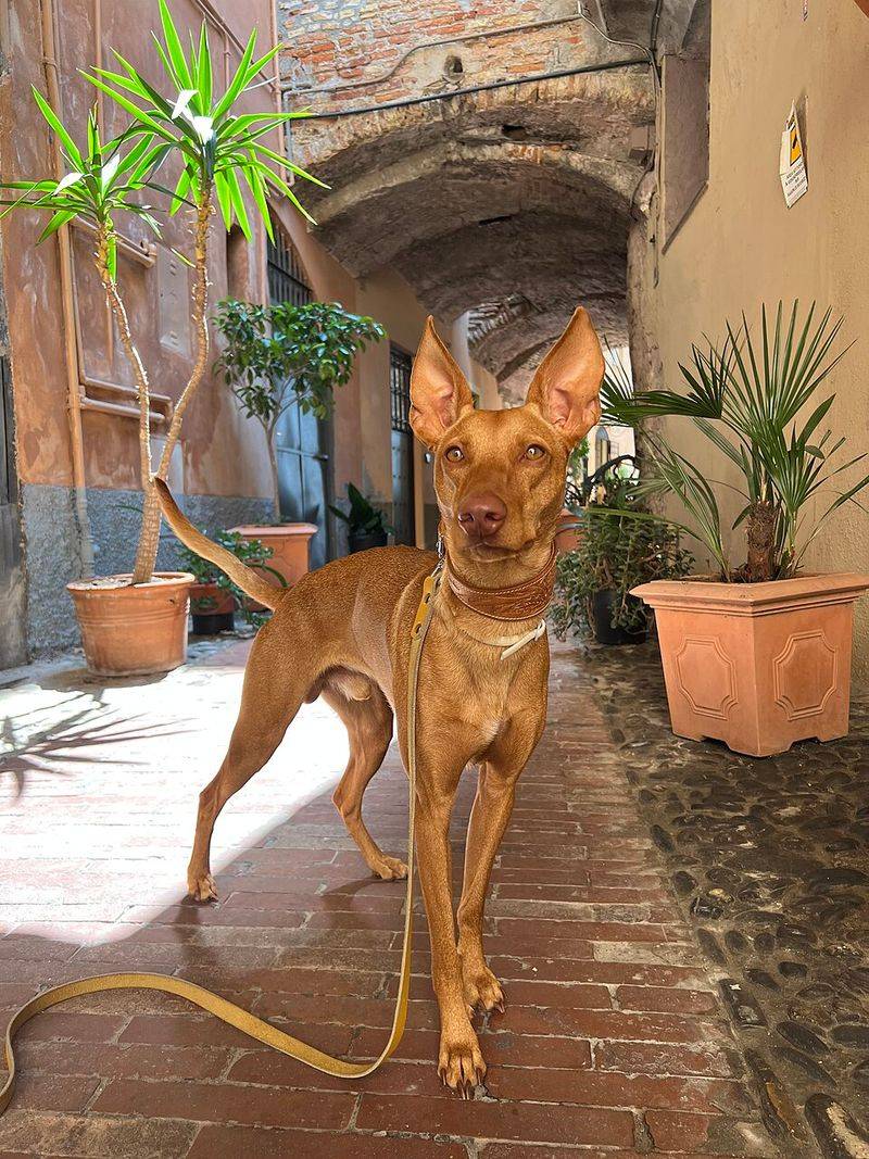 11 Dog Types That Were Named After Tiny Towns Most People Never Heard Of 3 Cirneco dell’Etna