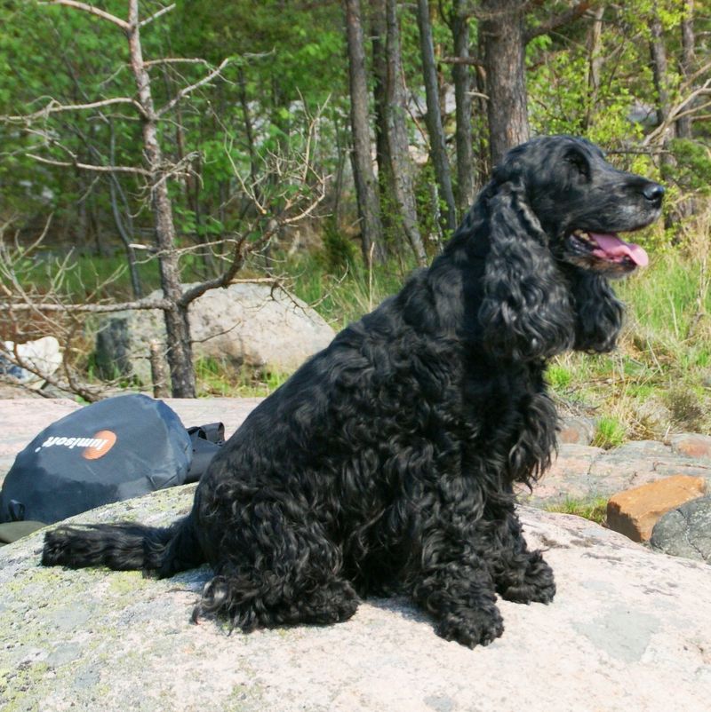 Cocker Spaniel