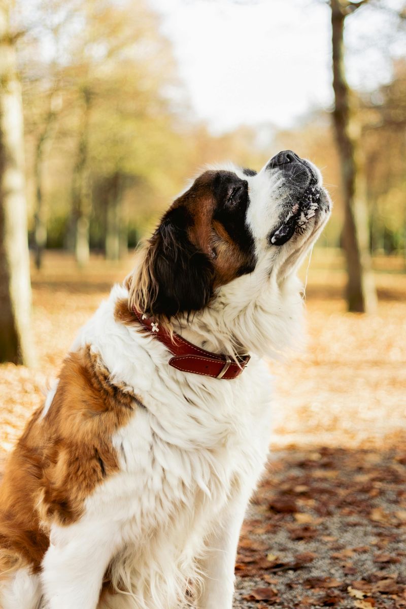 11 dogs that don’t live as long - and what affects their lifespan 5 Saint Bernard
