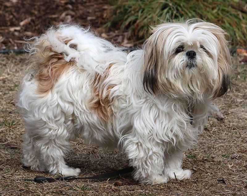 13 calm companion dogs that bring comfort, routine, and joy in your 70s 3 Shih Tzu