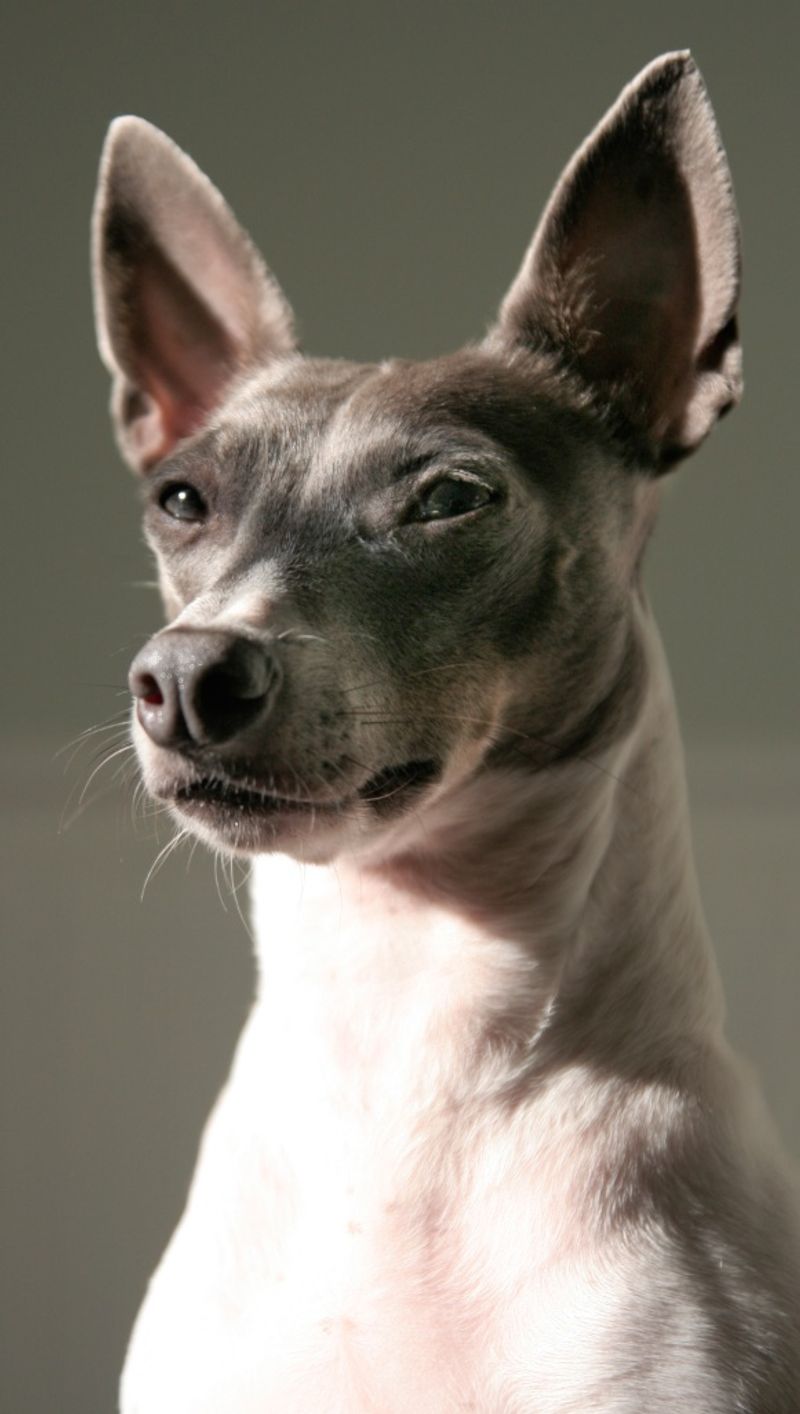 You arrive convinced you know which dog you want - Then one of these breeds ruins the entire plan 8 Rat Terrier