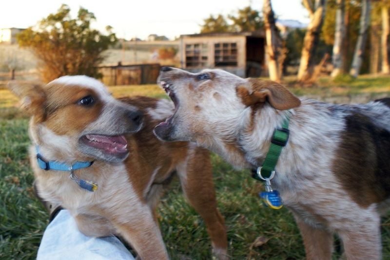 Trainers warn these 10 common words may be damaging your dog's sense of security 6 Shut up