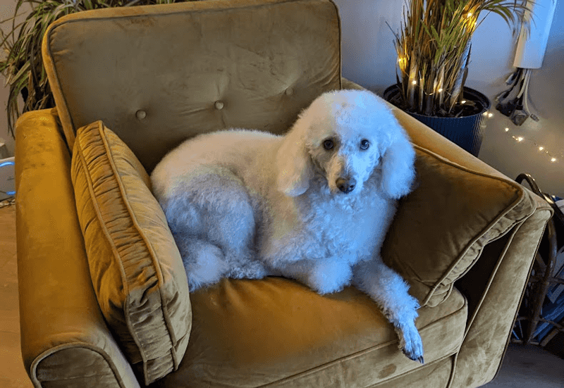 New to dog ownership? These breeds have qualities that can make the transition feel more natural 6 Miniature Poodle