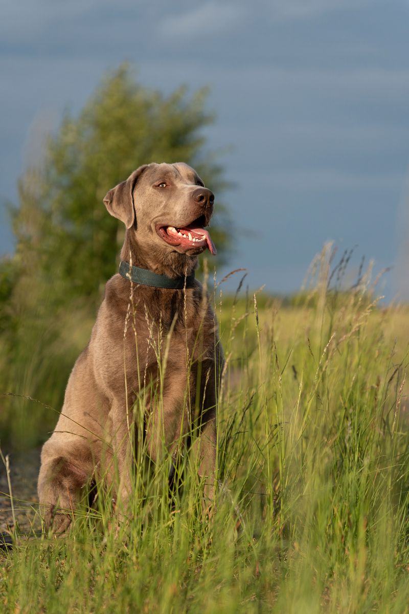 These charming floppy-eared breeds include familiar favorites and overlooked dogs worth discovering 11 Weimaraner: The Silver Ghost