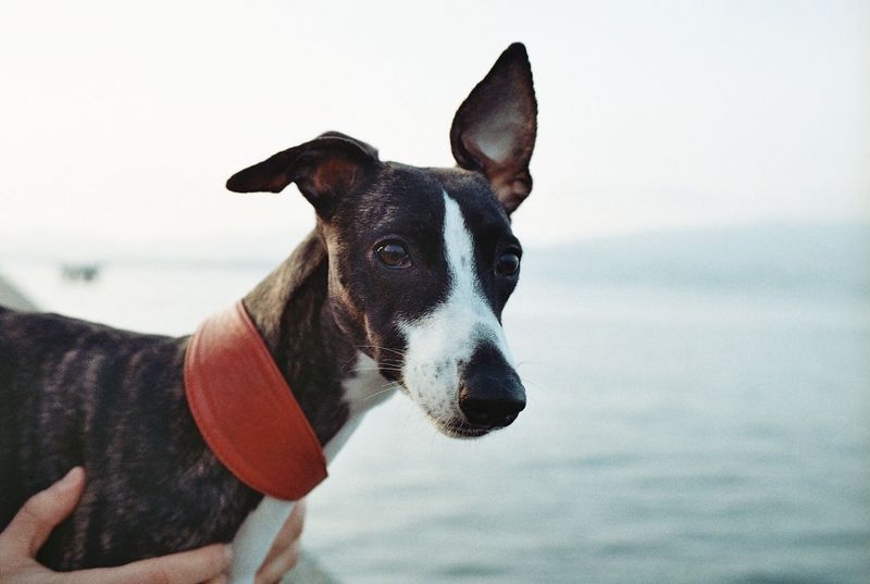 Not every companion adds excitement - These dog breeds often bring balance instead 2 Whippet