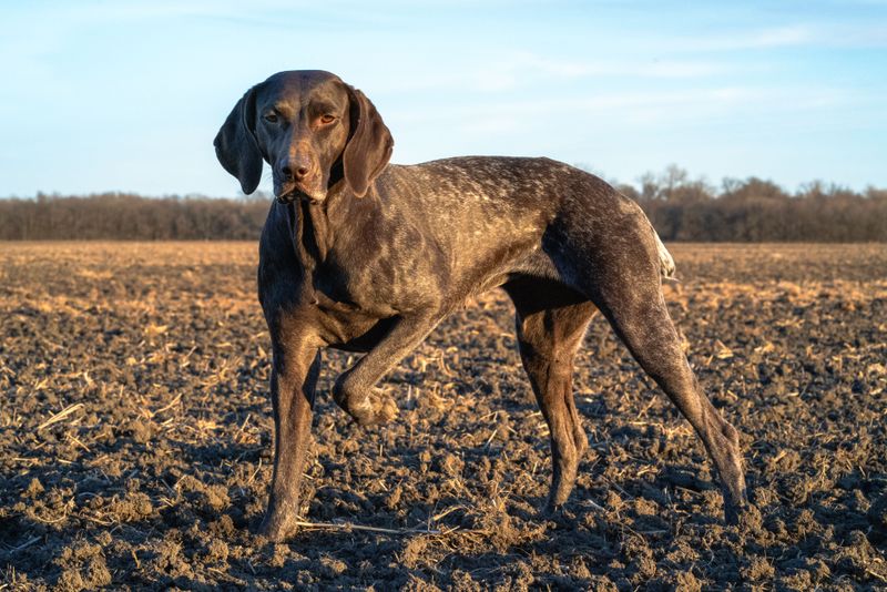 More exercise isn't always better - Even highly active dogs need time to recover 6 German Shorthaired Pointer