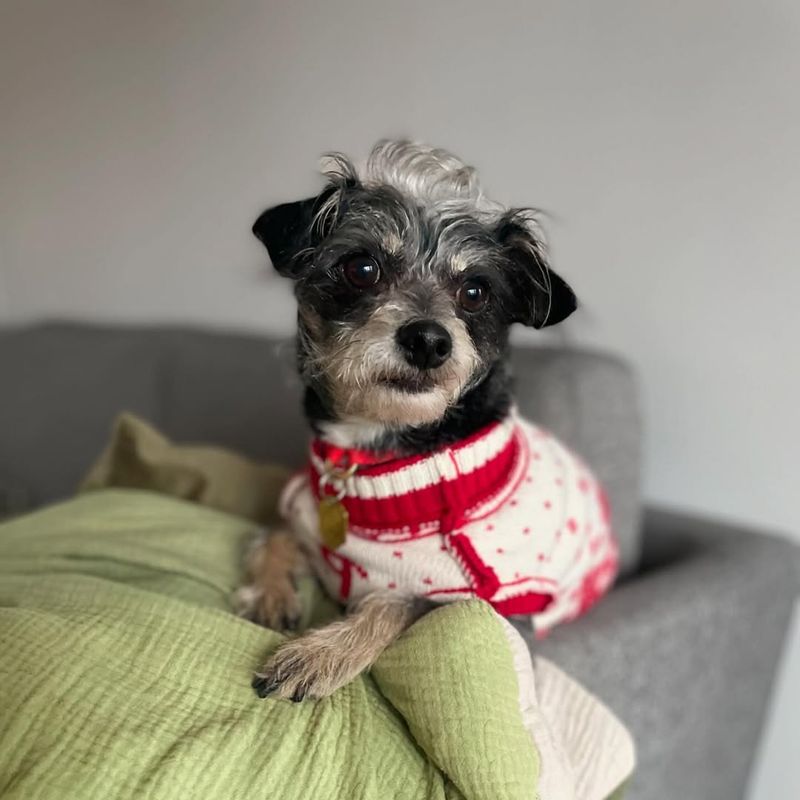 Chipoo (Chihuahua + Poodle)