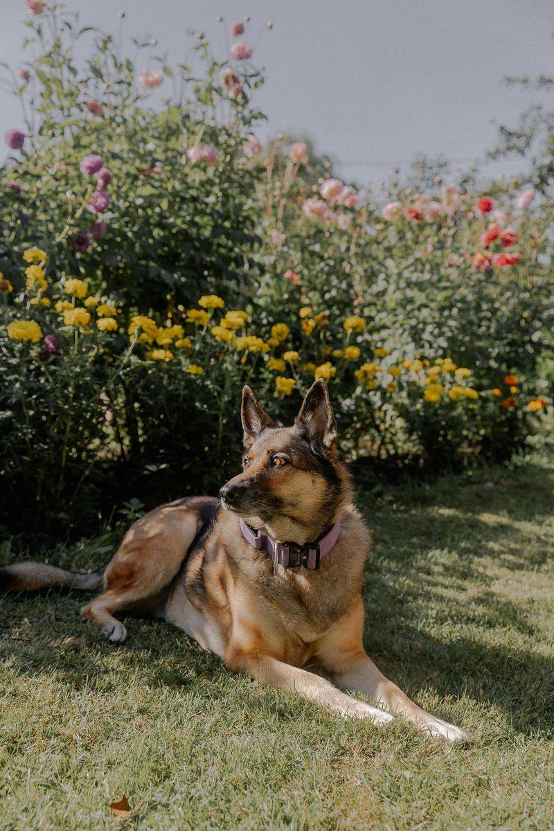 19 dog breeds that act like they’ve assigned themselves a role in your life 3 German Shepherd