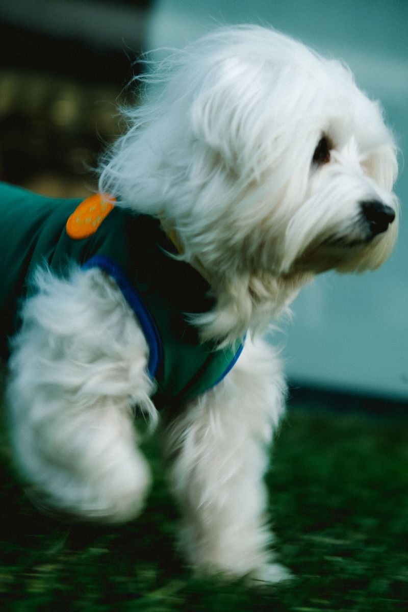 Maltese - soft cloud with manners